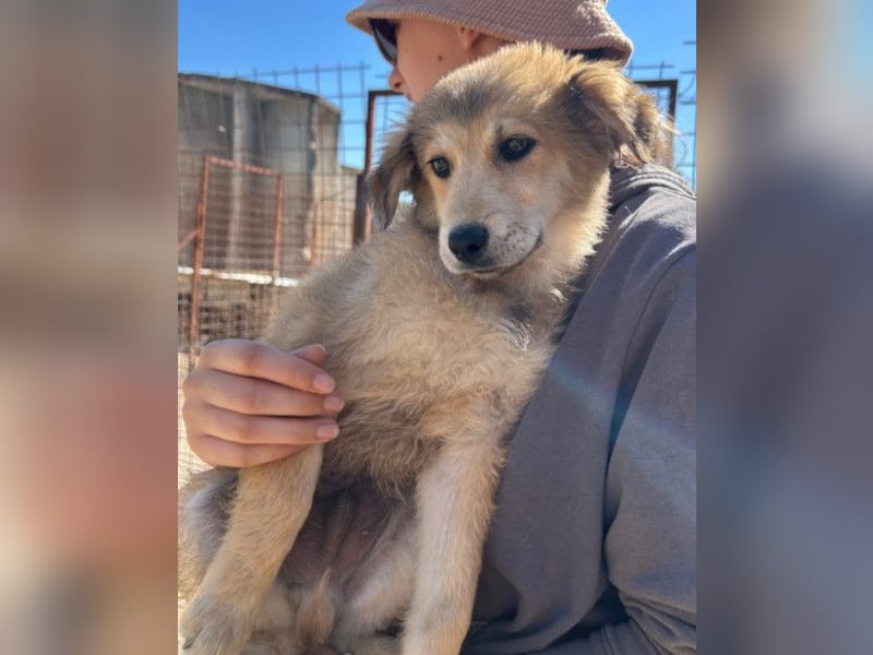 Fiete ❤️ verschmuster, offener Hundejunge