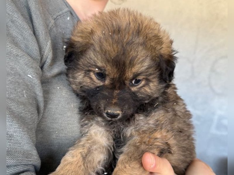 Fiete ❤️ verschmuster, offener Hundejunge