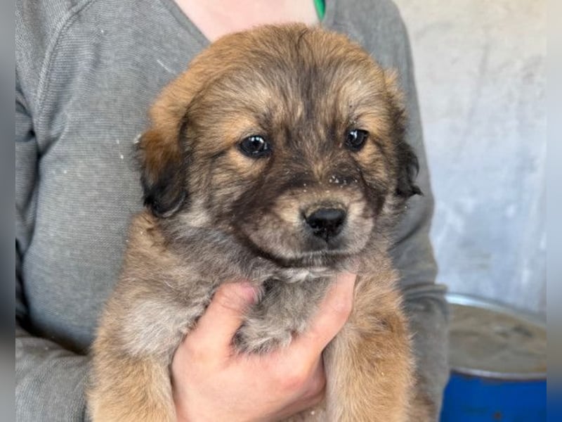 Diego ❤️ süßer, verschmuster Welpenjunge