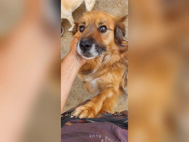 Sam wünscht sich ein Zuhause
