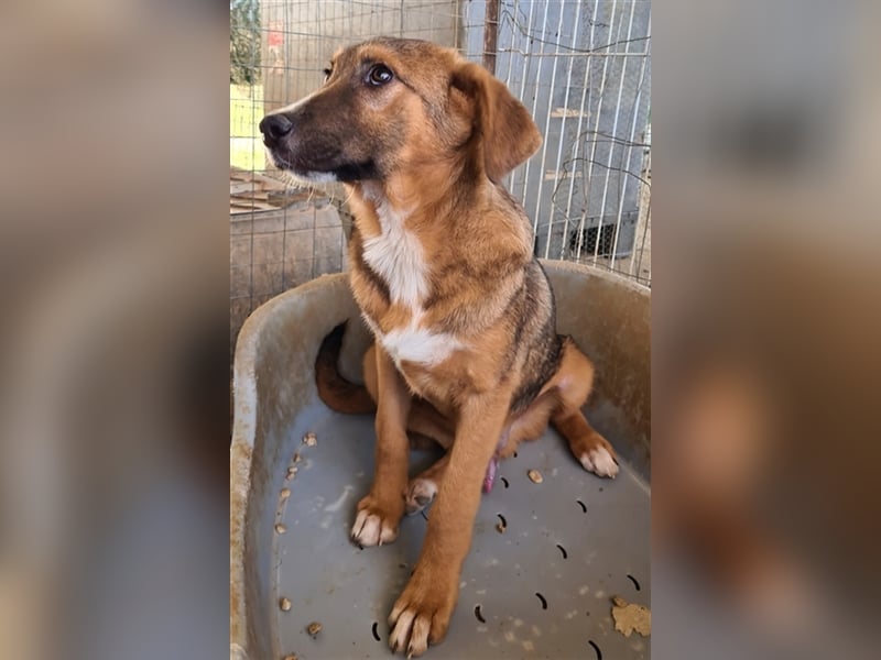 Cracker, geb. ca. 01/2021, lebt in GRIECHENLAND auf einem Gelände, auf dem die Hunde notdürftig ver