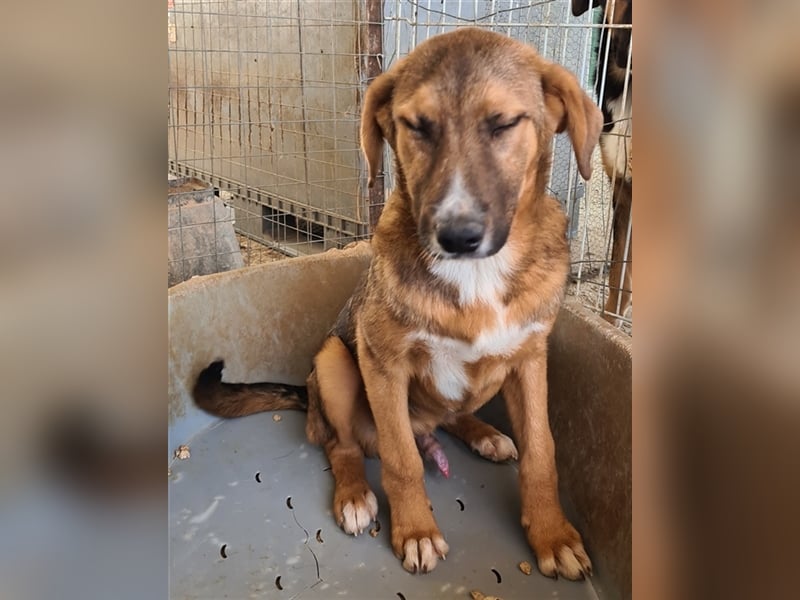 Cracker, geb. ca. 01/2021, lebt in GRIECHENLAND auf einem Gelände, auf dem die Hunde notdürftig ver