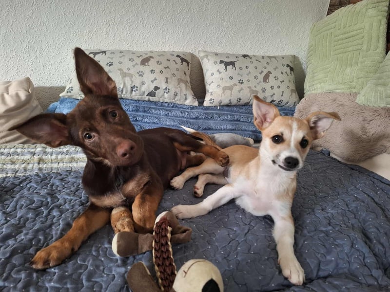 Kleiner lieber Ugo