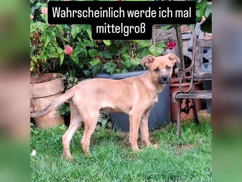 Junger fröhlicher Veit sucht eine Familie