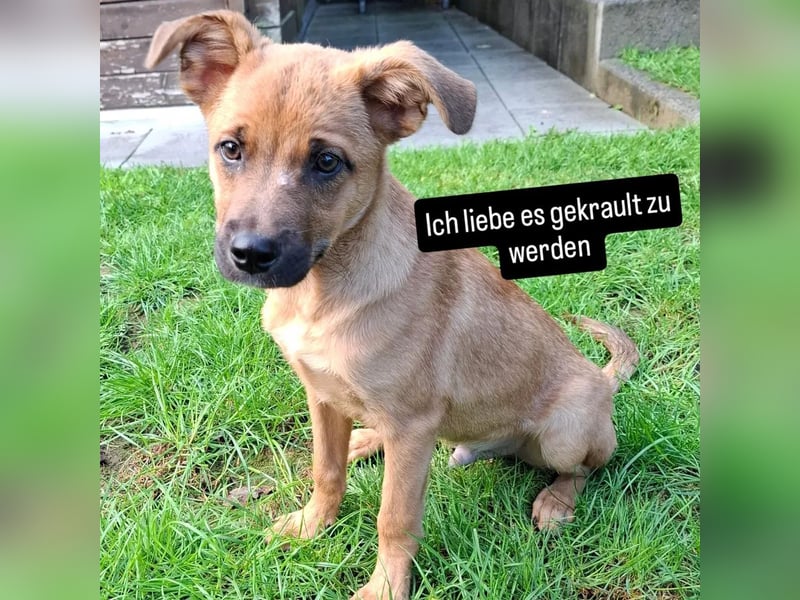 Junger fröhlicher Veit sucht eine Familie