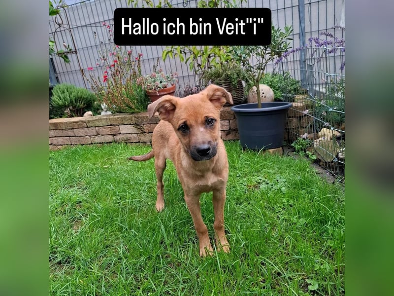 Junger fröhlicher Veit sucht eine Familie