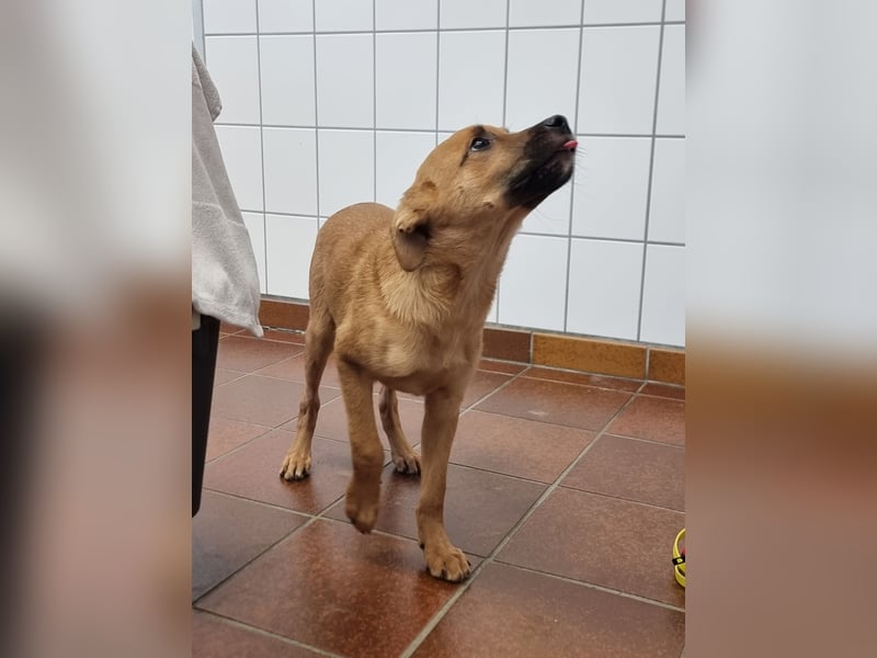 Junger fröhlicher Veit sucht eine Familie