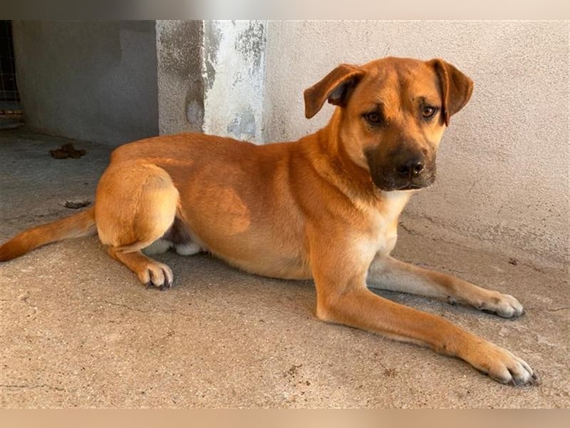Jordan, geb. ca. 02/2022, lebt in GRIECHENLAND, im städt. Tierheim Serres