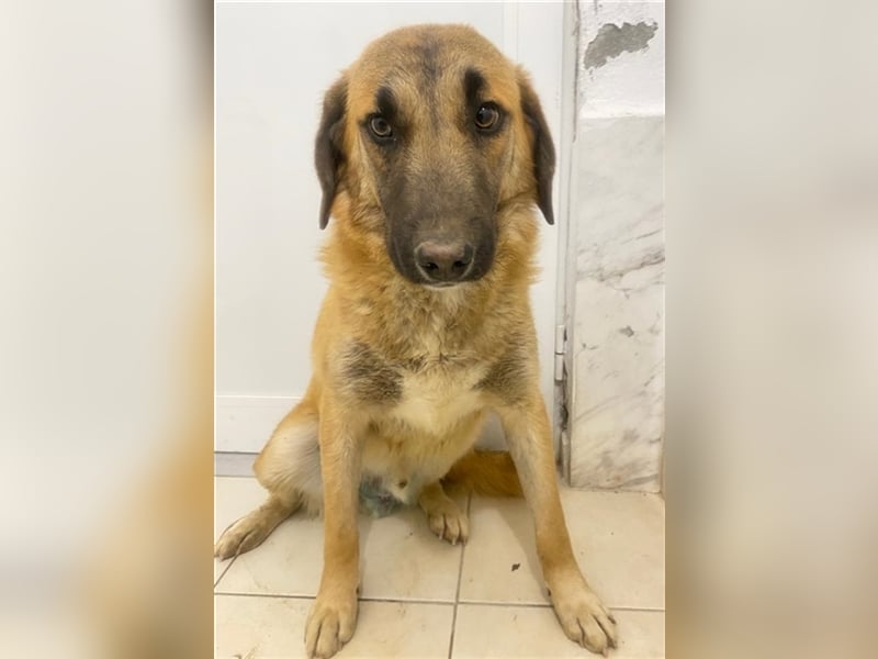 Fritz, geb. ca. 05/2022, lebt in GRIECHENLAND, im städt. Tierheim Serres