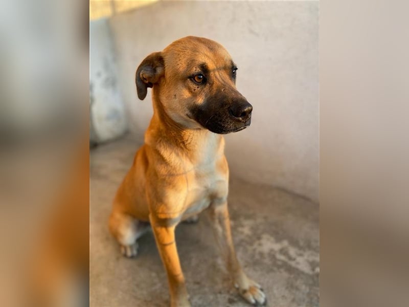 Jordan, geb. ca. 02/2022, lebt in GRIECHENLAND, im städt. Tierheim Serres