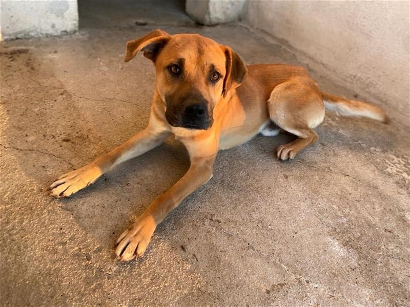 Jordan, geb. ca. 02/2022, lebt in GRIECHENLAND, im städt. Tierheim Serres