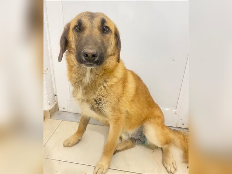 Fritz, geb. ca. 05/2022, lebt in GRIECHENLAND, im städt. Tierheim Serres