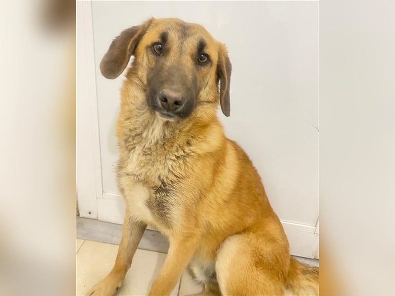 Fritz, geb. ca. 05/2022, lebt in GRIECHENLAND, im städt. Tierheim Serres