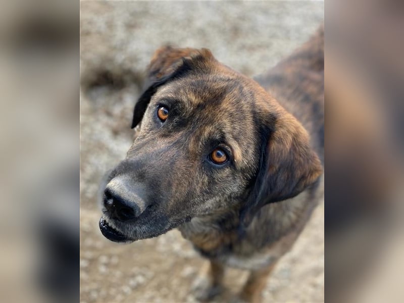 Theo, geb. ca. 04/2022, lebt in GRIECHENLAND, im städt. Tierheim Serres