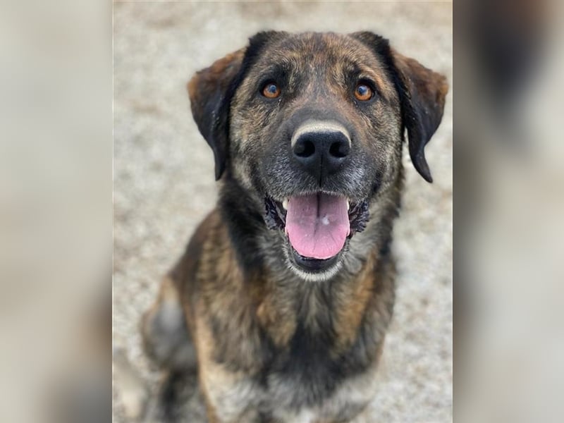 Theo, geb. ca. 04/2022, lebt in GRIECHENLAND, im städt. Tierheim Serres