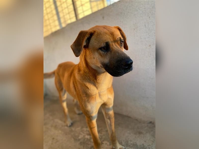 Jordan, geb. ca. 02/2022, lebt in GRIECHENLAND, im städt. Tierheim Serres