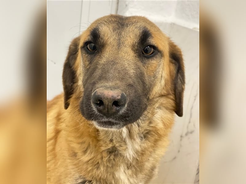 Fritz, geb. ca. 05/2022, lebt in GRIECHENLAND, im städt. Tierheim Serres