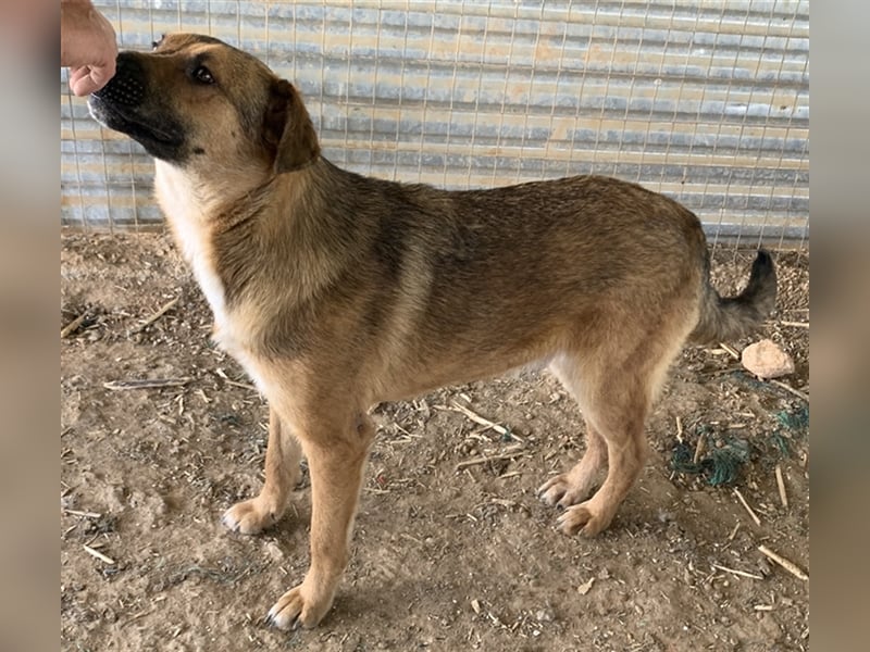 Drew, geb. ca. 05/2020, lebt in GRIECHENLAND auf einem Gelände, auf dem die Hunde notdürftig versorg