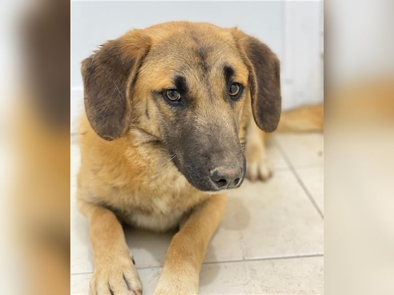 Fritz, geb. ca. 05/2022, lebt in GRIECHENLAND, im städt. Tierheim Serres