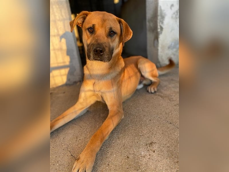 Jordan, geb. ca. 02/2022, lebt in GRIECHENLAND, im städt. Tierheim Serres