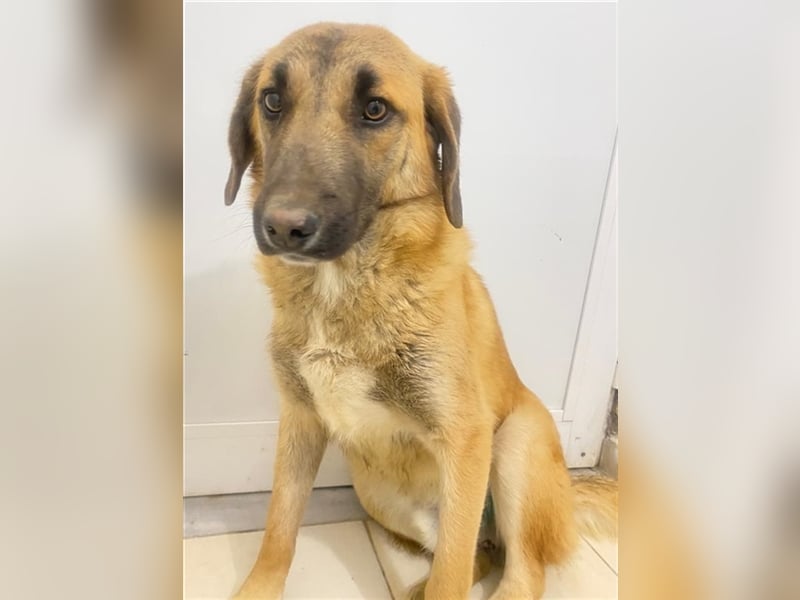 Fritz, geb. ca. 05/2022, lebt in GRIECHENLAND, im städt. Tierheim Serres