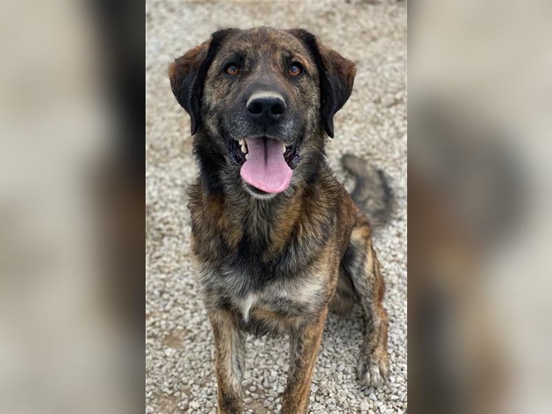 Theo, geb. ca. 04/2022, lebt in GRIECHENLAND, im städt. Tierheim Serres