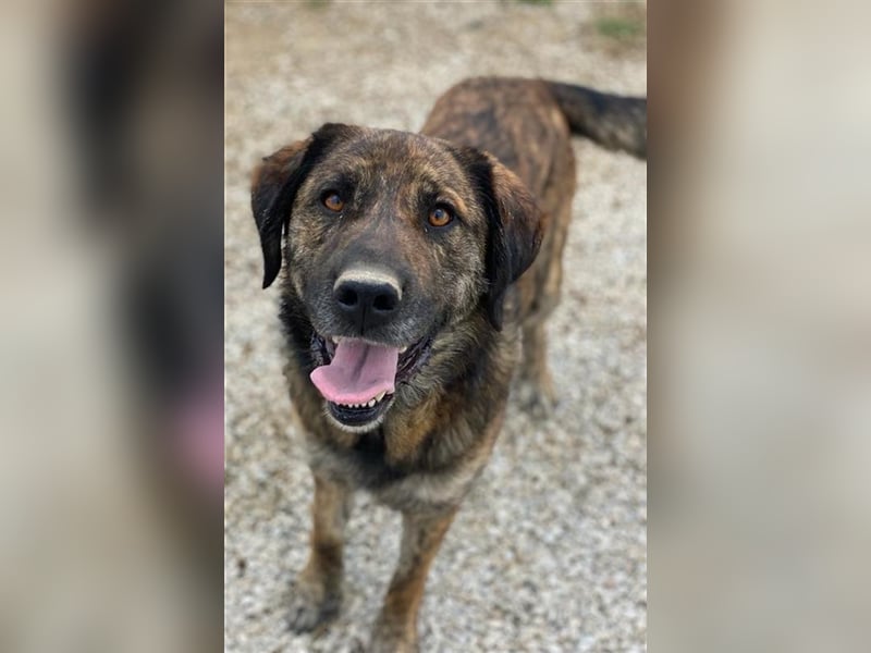Theo, geb. ca. 04/2022, lebt in GRIECHENLAND, im städt. Tierheim Serres