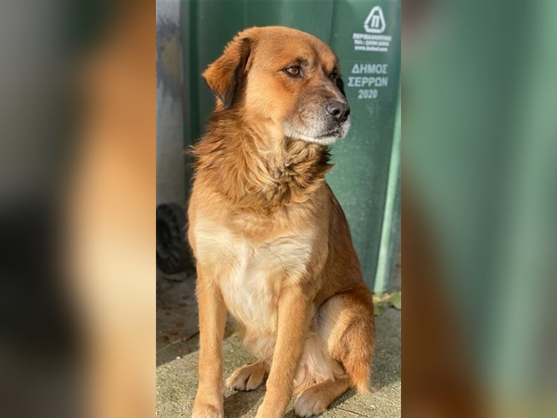 Gandhi, geb. ca. 12/2018, lebt in GRIECHENLAND, im städt. Tierheim Serres