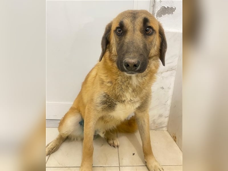 Fritz, geb. ca. 05/2022, lebt in GRIECHENLAND, im städt. Tierheim Serres