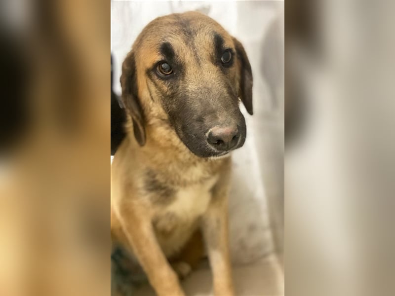 Fritz, geb. ca. 05/2022, lebt in GRIECHENLAND, im städt. Tierheim Serres