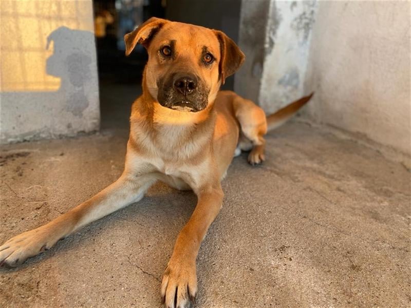 Jordan, geb. ca. 02/2022, lebt in GRIECHENLAND, im städt. Tierheim Serres