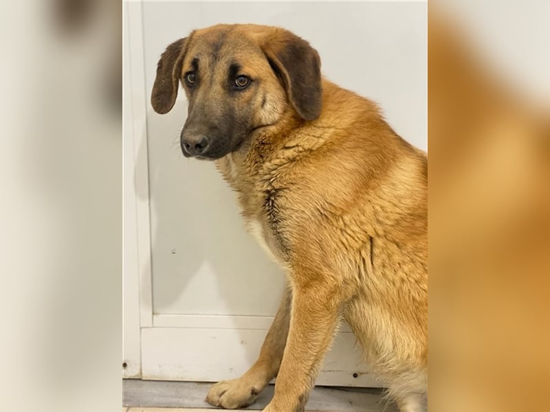 Fritz, geb. ca. 05/2022, lebt in GRIECHENLAND, im städt. Tierheim Serres
