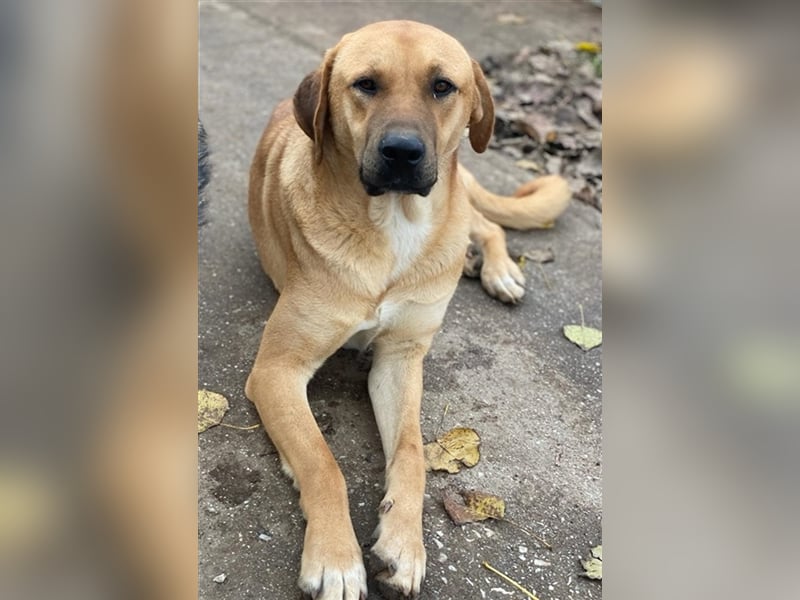 Nobu, geb. ca. 04/2021, lebt in GRIECHENLAND, im städt. Tierheim Serres