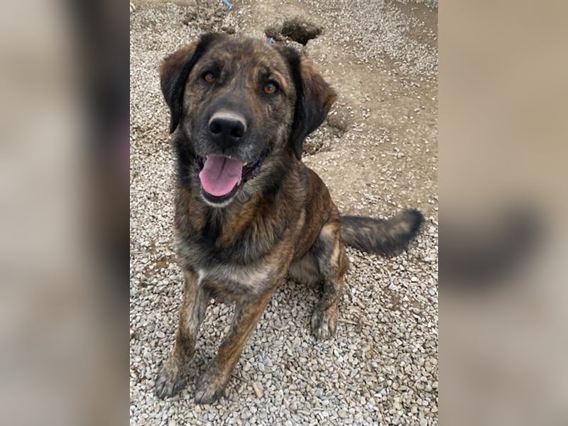 Theo, geb. ca. 04/2022, lebt in GRIECHENLAND, im städt. Tierheim Serres