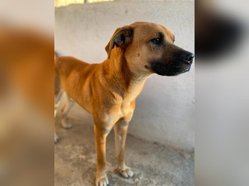 Jordan, geb. ca. 02/2022, lebt in GRIECHENLAND, im städt. Tierheim Serres