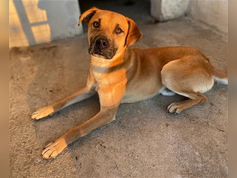 Jordan, geb. ca. 02/2022, lebt in GRIECHENLAND, im städt. Tierheim Serres