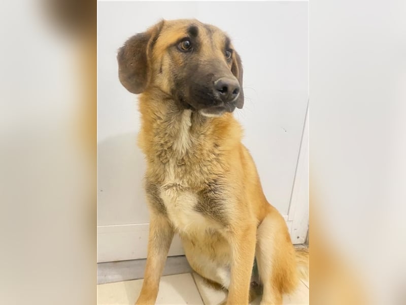 Fritz, geb. ca. 05/2022, lebt in GRIECHENLAND, im städt. Tierheim Serres