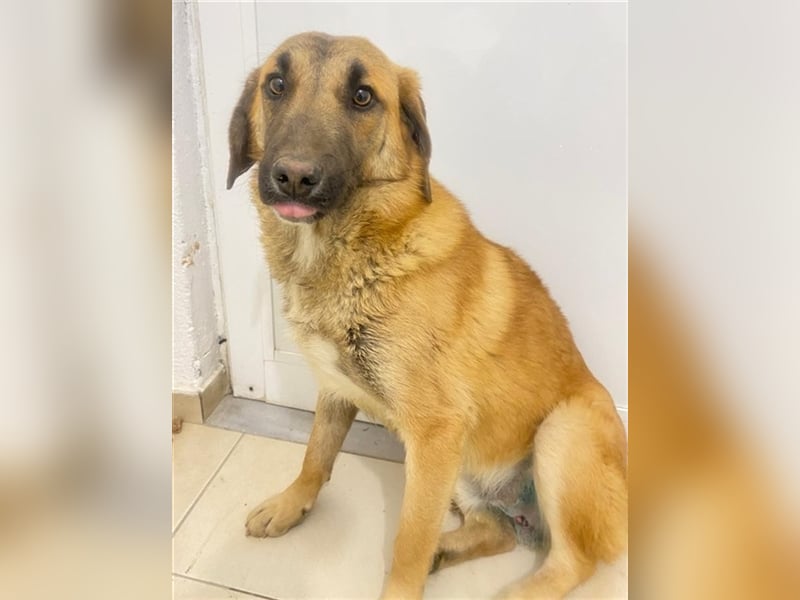 Fritz, geb. ca. 05/2022, lebt in GRIECHENLAND, im städt. Tierheim Serres