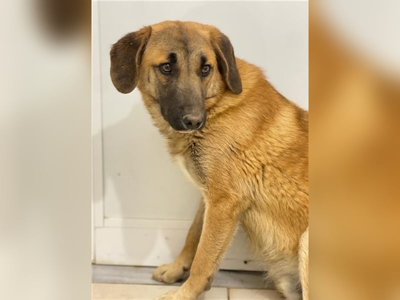 Fritz, geb. ca. 05/2022, lebt in GRIECHENLAND, im städt. Tierheim Serres
