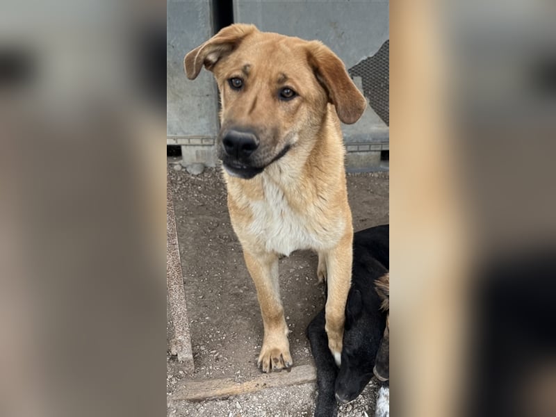 Raimon, geb. ca. 09/2022, lebt in GRIECHENLAND, im städt. Tierheim Serres