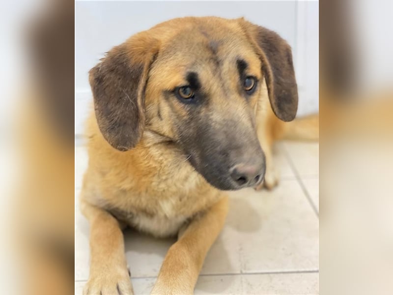 Fritz, geb. ca. 05/2022, lebt in GRIECHENLAND, im städt. Tierheim Serres