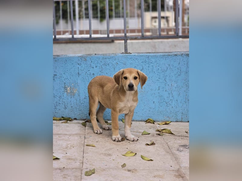  Flopsy – Kleines Herz auf der Suche nach seinem großen Glück 