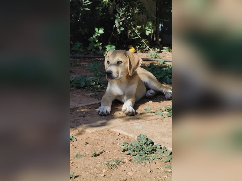  Flopsy – Kleines Herz auf der Suche nach seinem großen Glück 