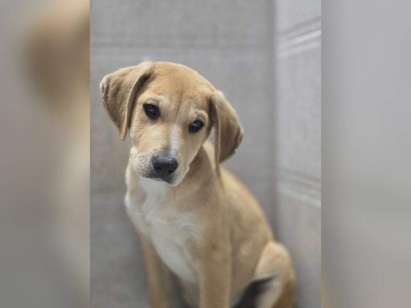  Flopsy – Kleines Herz auf der Suche nach seinem großen Glück 