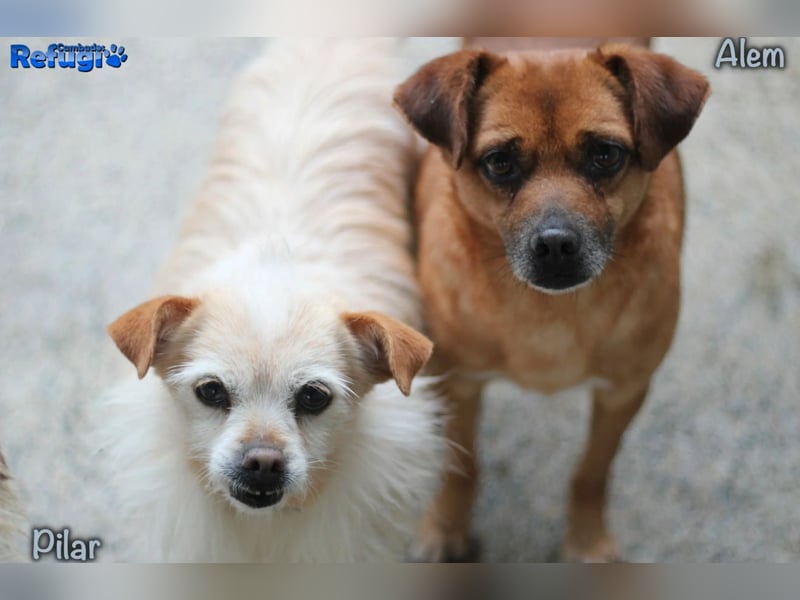 Alem ist ein sanfter, kleiner Mischlingsrüde, der liebevolle Menschen sucht – gerne mit Hundekumpel