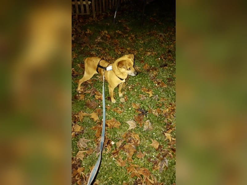 Alem ist ein sanfter, kleiner Mischlingsrüde, der liebevolle Menschen sucht – gerne mit Hundekumpel