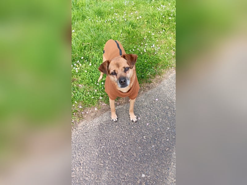 Alem ist ein sanfter, kleiner Mischlingsrüde, der liebevolle Menschen sucht – gerne mit Hundekumpel