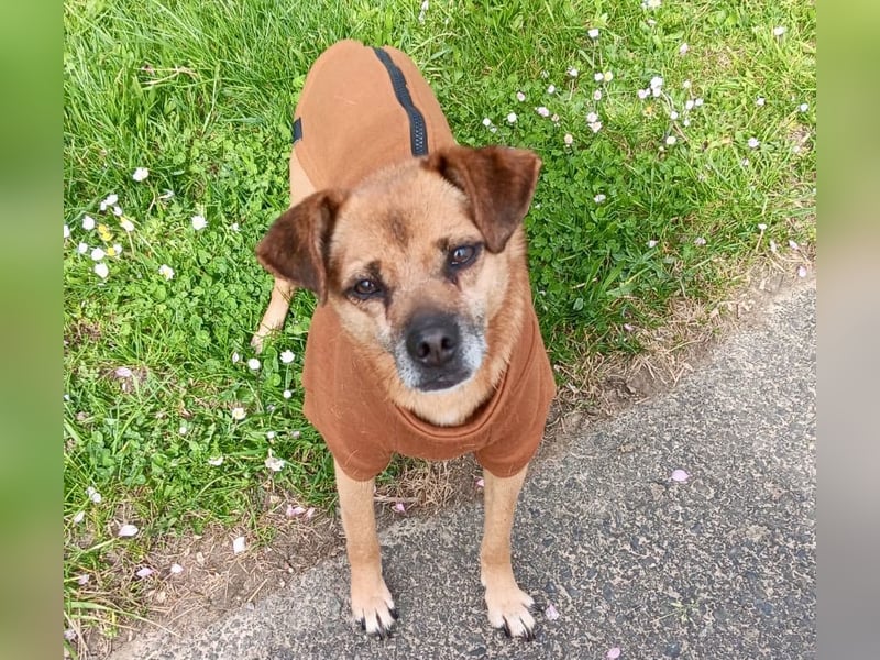 Alem ist ein sanfter, kleiner Mischlingsrüde, der liebevolle Menschen sucht – gerne mit Hundekumpel