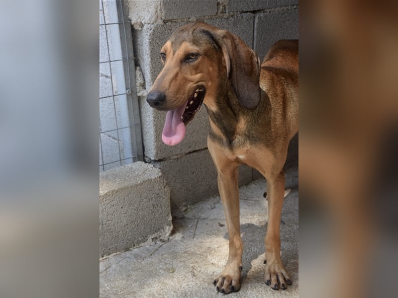Junghund OZZY (knapp 2 Jahre) sucht eine Familie!