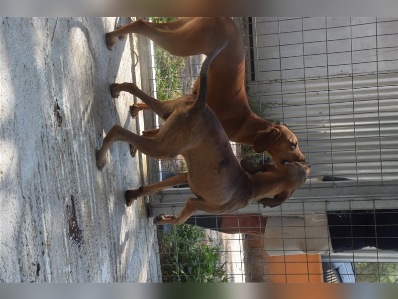 Junghund OZZY (knapp 2 Jahre) sucht eine Familie!